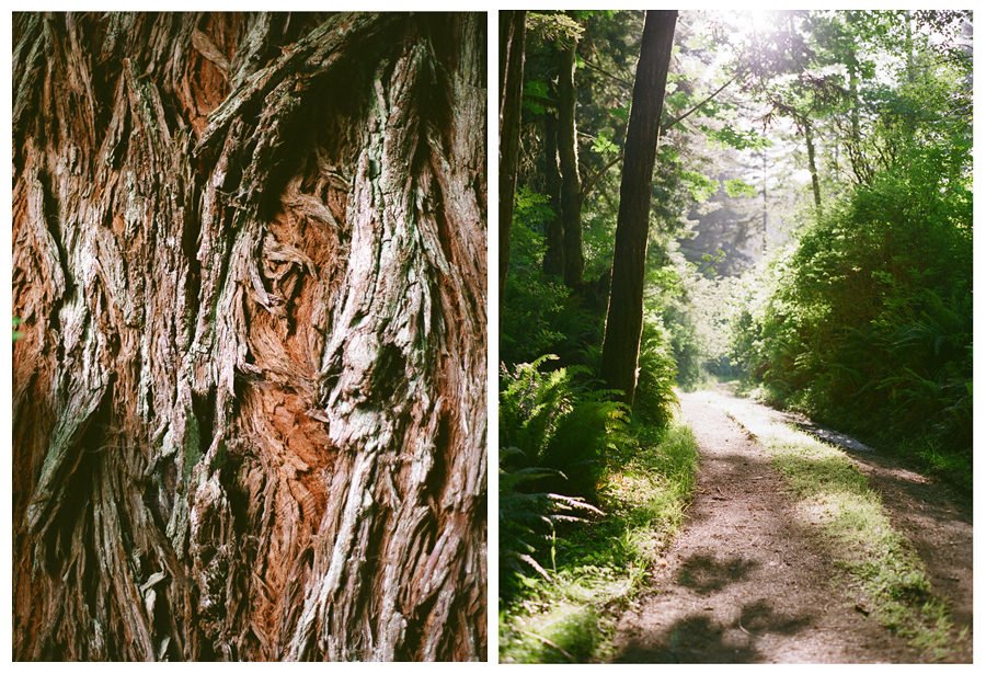 Roadtrip dyptic redwoods 1