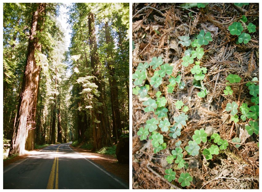 Roadtrip dyptic redwoods 2